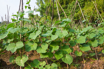 Obraz premium Cucumber plant in the farm
