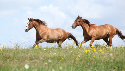 Two chestnut horses running together