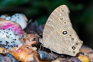 The common evening brown butterfly