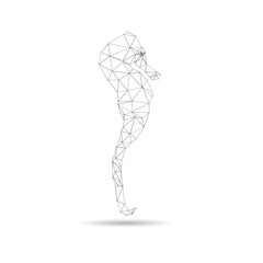 Abstract sea horse isolated on a white backgrounds
