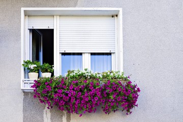window with shutters decorated with petunias