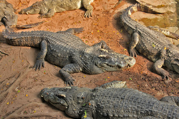 Fototapeta na wymiar Сrocodiles on the sand