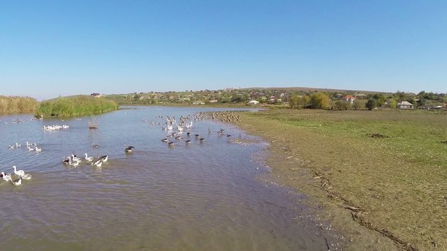 Geese flock in flight in the Danube Delta