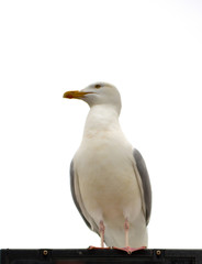 Seagull perched on a rooftop