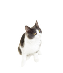 funny black and white cat white background isolated