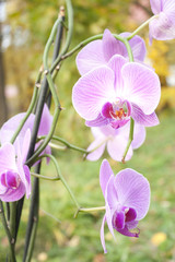 Image of beautiful purple orchid - phalaenopsis