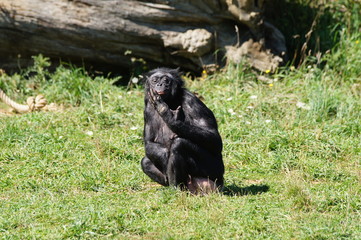 Chef et doyenne du groupe de Bonobo
