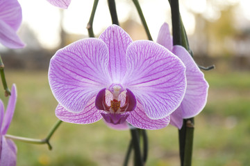 Image of beautiful purple orchid - phalaenopsis
