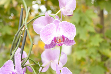 Image of beautiful purple orchid - phalaenopsis