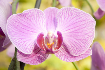 Image of beautiful purple orchid - phalaenopsis