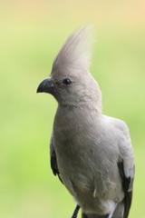 uccello turaco del sudafrica