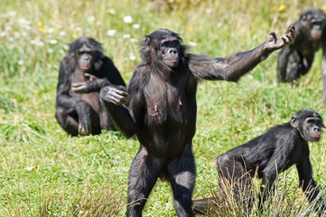 Bonobo demandant à manger