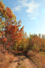 forest in autumn time