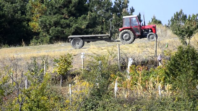 Tractor on vineyard