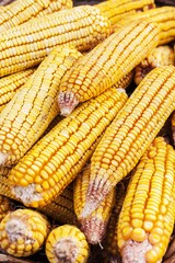 Detail with grains of corn