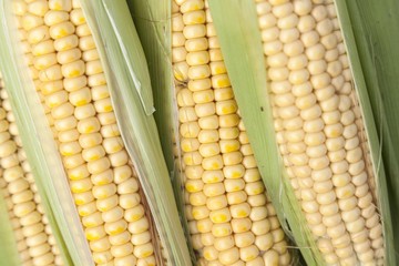 Freshly picked corn cobs © George Serban