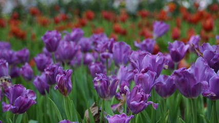 Fototapeta premium The Purple Tulip