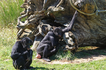 Fototapeta premium groupe de Bonobo attendant le repas