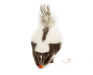 Picture of a Skunk eating a strawberry
