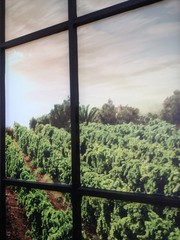 Fototapeta premium wine country from window