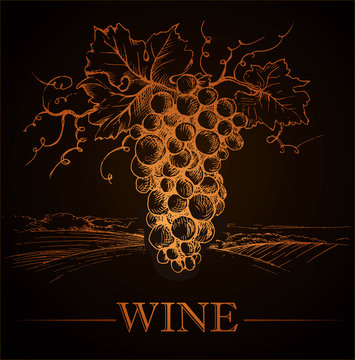 Bunch of grapes for labels  wine on vintage paper