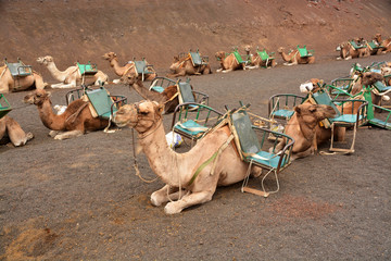 camellos descansando