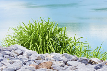 Green grass, river