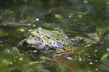 Mating frogs.
