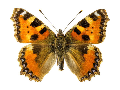 Small Tortoiseshell Butterfly