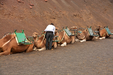 pastor junto a camellos en el desierto
