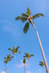 Fototapeta premium Tall coconut palm tree