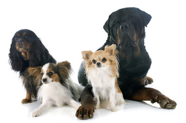Fototapeta na wymiar four dogs