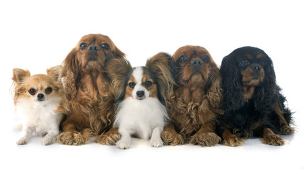 Fototapeta na wymiar five dogs