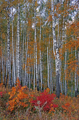 Obrazy  Jesienny gaj brzozowy