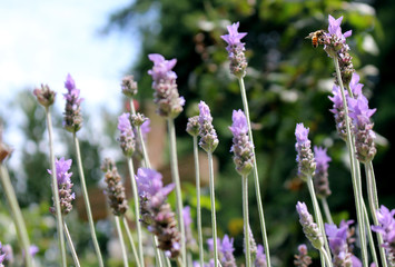 Obraz premium Pszczoły lawendowe
