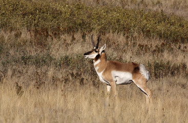Naklejka na ściany i meble Wary Pronghorn Antelope Buck