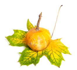 Small decorative pumpkin on autumn yellowed maple-leaf