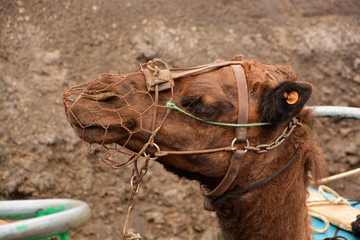 camello en el desierto