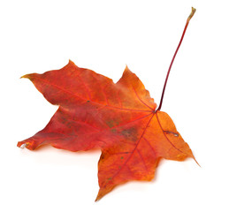 Red autumn maple leaf