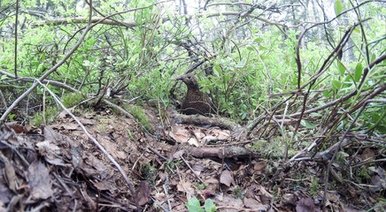 Nest of the Lyrurus tetrix, Black Grouse.