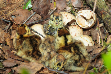 Nest of the Lyrurus tetrix, Black Grouse.