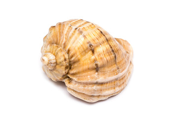 Sea Shell Isolated On White