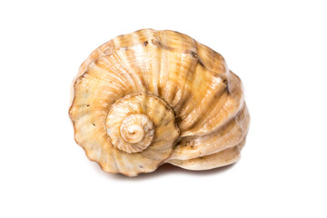 Sea Shell Isolated On White