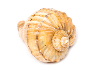Sea Shell Isolated On White