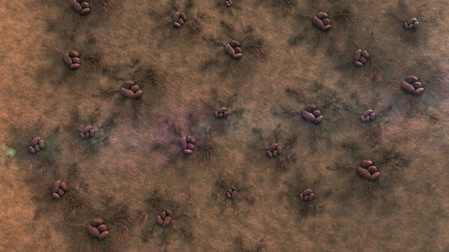 colony of fungi, mold