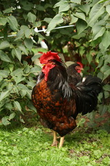Black and red rooster portrait