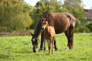 Naklejka na ściany i meble Young foal and his mother at the pasture