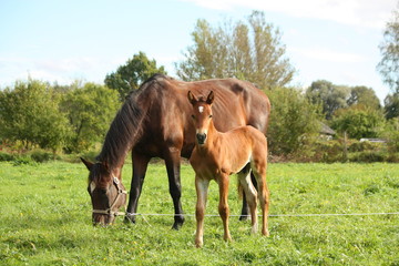 Obraz premium Young foal and his mother at the pasture