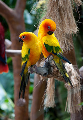 Beautiful colorful parrots, Sun Conure (Aratinga solstitialis)