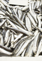 Fresh sardines